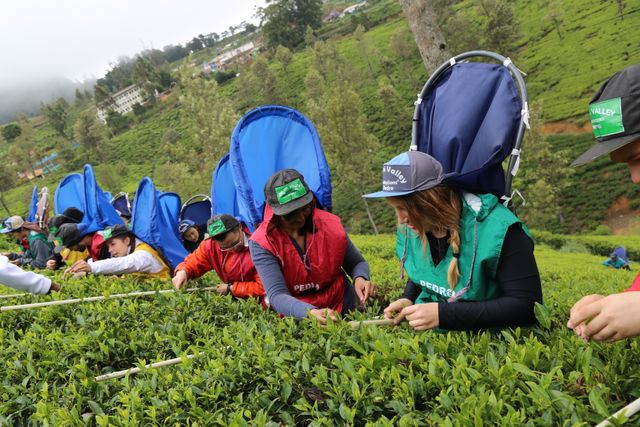 Botanic Gardens / Tea Factory / Ramboda Waterfall / Nuwara Eliya
