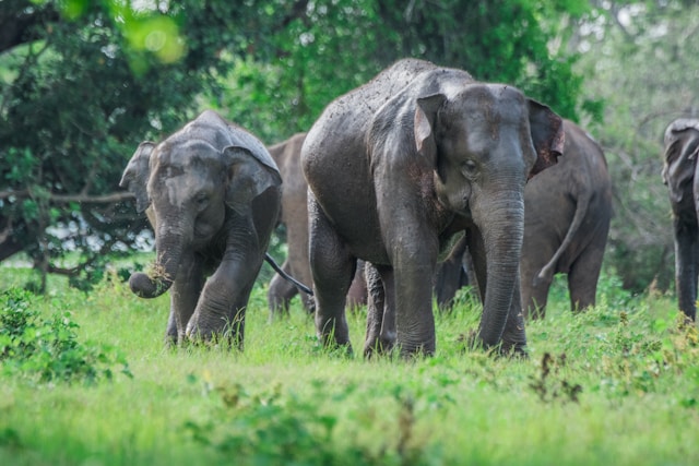 Sigiriya Rock Fortress / Minneriya National Park / Elephant Back Safari