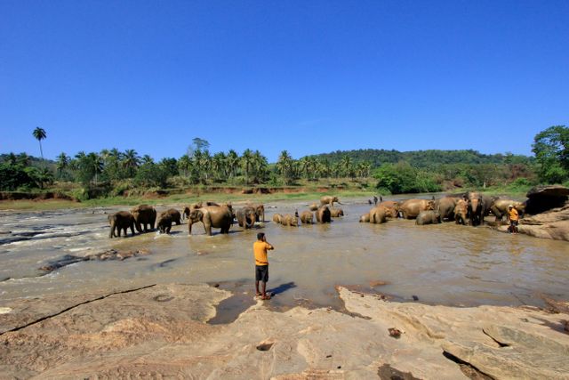 Pinnawala Elephant Orphanage / Anuradhapura