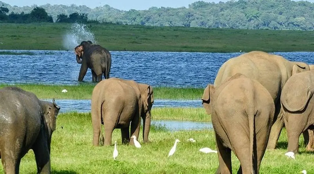 Lake Adventure / Minneriya National Park / Sigiriya Rock Fortress