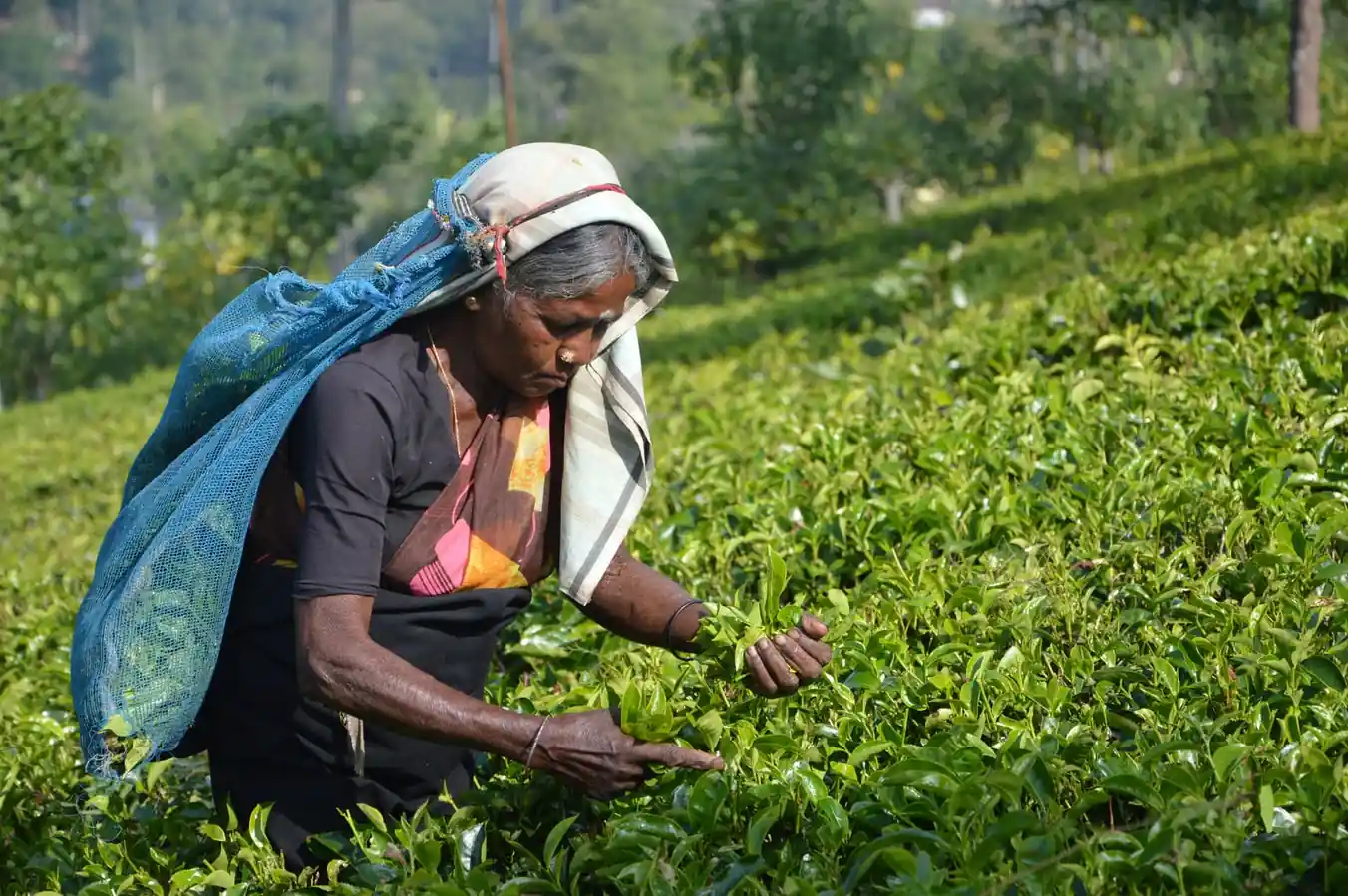 Tea Factory / Ramboda Waterfall / Nuwara Eliya